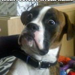 ... | PEOPLE WHO INSULT ME WHEN I OUTSULT MYSELF AGAIN: | image tagged in blankie the shocked dog,memes,funny,funny memes,insult | made w/ Imgflip meme maker