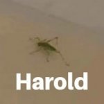 Harold meme