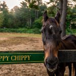 Zippy Chippy