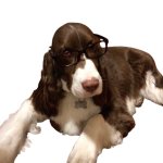 Glasses on a dog