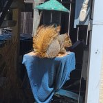 Greedy squirrel