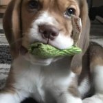 Beagle puppy