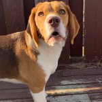 Surprised Beagle