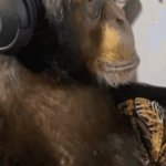 Monkey Gaming GIF Template
