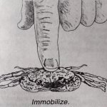 Immobilize.