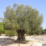 Olive tree