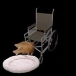 Cat falling of wheelchair GIF Template
