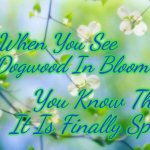 flowers | When You See the Dogwood In Bloom; You Know That It Is Finally Spring | image tagged in flowers | made w/ Imgflip meme maker