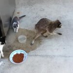 Racoon stealing cat food meme