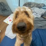 No Bitches dogo | image tagged in no bitches dogo | made w/ Imgflip meme maker