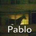 pablo the horse template