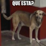 WTF Dog | QUE ESTA? | image tagged in dog | made w/ Imgflip meme maker
