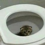 sad toilet cat