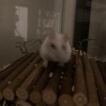 Blurry Hamster