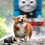 Dog about to get hit by Thomas the Train