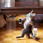 The evolution of cats | FIRST THEY THEY WALKED ON FOUR PAWS NOW ONLY ON TWO PAWS LIKE HUMANS | image tagged in memes,cool cat stroll | made w/ Imgflip meme maker