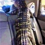taking gator for a ride meme