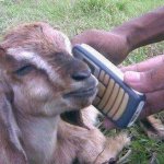 goat on the phone