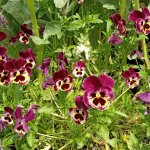 Angry Pansies