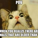 Scared Cat | POV WHEN YOU REALIZE THERE ARE ANIMALS THAT ARE OLDER THAN YOU | image tagged in memes,scared cat | made w/ Imgflip meme maker