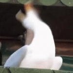 screaming seagull GIF Template