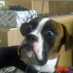 Blankie the Shocked Dog | DOGS AFTER THEY LEARN THEY ARE MADE OF BONES: | image tagged in blankie the shocked dog | made w/ Imgflip meme maker