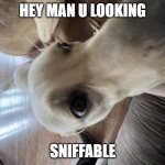 Dog | HEY MAN U LOOKING; SNIFFABLE | image tagged in dog | made w/ Imgflip meme maker