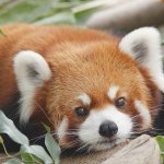 Cute red panda template