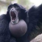 Screaming gibbon monkey template