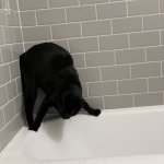 Cat avoiding empty bathtub