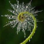 Star of Peace