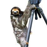 Sloth camera transparent meme