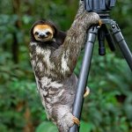 Sloth camera