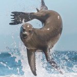 Seal flipping