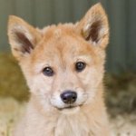 Dingo meme
