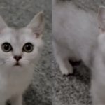 Cute but evil kitten