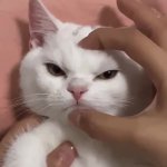 angy cat GIF Template