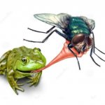 Frog eating fly