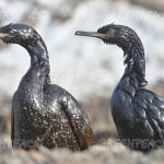 Oil Spill Birds