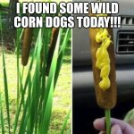 Wild Corndogs at the park | I FOUND SOME WILD CORN DOGS TODAY!!! | image tagged in corndogs,weed | made w/ Imgflip meme maker