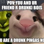 Drunk Pingas Cats | POV:YOU AND UR FRIEND R DRUNKI BOIS; YOU ARE A DRUNK PINGAS NOW | image tagged in drunk pingas | made w/ Imgflip meme maker