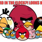 just got this from Rovio today | A NEW BIRD IN THE FLOCK?! LOOKS KINDA SUS | image tagged in varry angry birds,angry birds,among us,meme,sus,funny | made w/ Imgflip meme maker