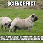 Dog Sniff | SCIENCE FACT; A DOG GETS MORE FACTUAL INFORMATION SNIFFING ANOTHER DOG’S ARSE THAN A HUMAN DOES WATCHING RUSSIAN STATE MEDIA | image tagged in dog sniff | made w/ Imgflip meme maker
