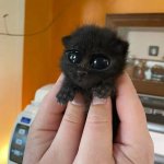 Adorable Kitten template