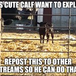 repost the calf meme