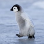 Lil Penguin