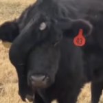 cow with an extra leg on it's forehead