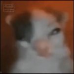 meth cat GIF Template