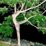 Dancer tree