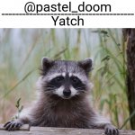 Yachi's raccoon temp (thank you Badoo)